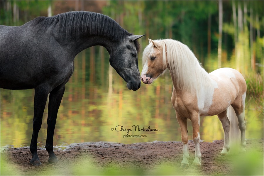 beautiful Half-breed sports mare Camellia and the Arabian pony stallion Florence